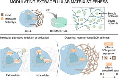 <mark class="highlighted">Synthetic Materials</mark> that Affect the Extracellular Matrix via Cellular Metabolism and Responses to a Metabolic State